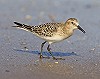 René van Rossum · Bairds Strandloper