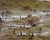 E. Verhagen · Bairds Strandloper