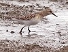 Guido Meeuwissen · Bairds Strandloper 