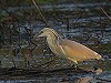 Ipe Weeber · Ralreiger, de Onlanden, Noordenveld, 3 juni 2016, Ipe Weeber