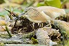 Martijn de Jong · Ralreiger, Nieuwkoopse Plassen, 8 juni 2016, Martijn de Jong