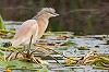 Garry Bakker · Ralreiger, Nieuwkoopse Plassen, 11 juni 2016, Garry Bakker