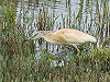 Hanno Steenbergen · Ralreiger, Het Bovenwater, 1 juli 2016, Hanno Steenbergen 