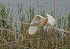 Pieter Hilgeman · Ralreiger, Het Bovenwater, 1 juli 2016, Pieter Hilgeman