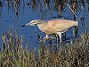 Jan Aalders · Ralreiger, Het Bovenwater, 3 juli 2016, Jan Aalders