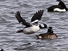 Betty van Middelkoop · Buffelkopeend, Wieringermeer, 28 februari 2017, Betty van Middelkoop 