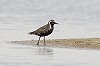 Eric Menkveld · Aziatische Goudplevier, Texel, 22 juli 2017, Eric Menkveld