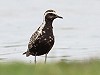 Eric Menkveld · Aziatische Goudplevier, Texel, 22 juli 2017, Eric Menkveld