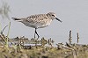 Hans Gebuis · Bairds Strandloper