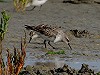 Aart Vink · Bonapartes Strandloper