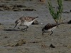 Aart Vink · Bonapartes Strandloper