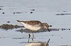 Martin Olthoff · Bonapartes Strandloper