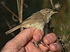 Leo Heemskerk · Kleine Spotvogel 