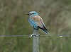 Eric Menkveld · Scharrelaar, Texel, 15 september 2005