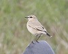 Klaas de Jong (vogelsoptexel.nl) · Izabeltapuit 