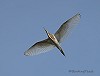 Jos van den Berg (BirdingTexel.com) · Ralreiger 