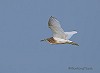 Jos van den Berg (BirdingTexel.com) · Ralreiger 