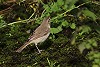 Jaco Walhout · Kleine Spotvogel