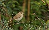 Piet de Poorter · Kleine Spotvogel