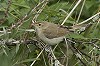 Corstiaan Beeke · Kleine Spotvogel