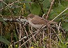 Marcel Klootwijk · Kleine Spotvogel