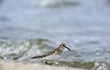 Guus van Duin · Bairds Strandloper