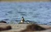 Guus van Duin · Gestreepte Strandloper