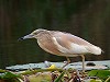 Robert van der Meer · Ralreiger