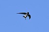 Vincent van der Spek · Alpengierzwaluw