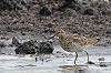 Edial Dekker · Siberische Strandloper