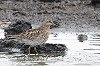 Edial Dekker · Siberische Strandloper