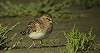 George Tanis · Bairds Strandloper