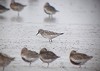 Olmo van Herwaarden · Bonapartes Strandloper