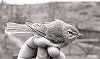 Arnoud B van den Berg / Vrs Van Lennep · Kleine Spotvogel