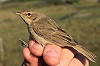 Tim van der Meer · Kleine Spotvogel