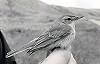 Arnoud B van den Berg / Vrs Van Lennep · Kleine Spotvogel