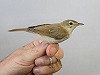 Arnold Wijker · Kleine Spotvogel