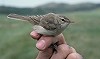 Arnoud B van den Berg / Vrs Van Lennep · Kleine Spotvogel