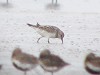 Marijn van Oss · Bonapartes Strandloper