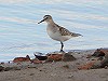 Wilbert Koch · Bairds Strandloper