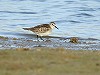 Jan Hein van Steenis · Bairds Strandloper