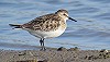 Mariet Verbeek · Bairds Strandloper