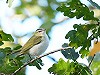 Edial Dekker · Roodoogvireo