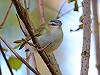 Hans Tettero · Roodoogvireo