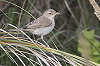 Jaap Denee · Kleine Spotvogel