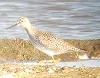 Klaas de Jong (vogelsoptexel.nl) · Kleine Geelpootruiter