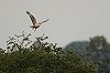 Alex Bos · Arendbuizerd 