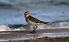 Arnoud B van den Berg · Bairds Strandloper