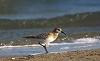 Arnoud B van den Berg · Bairds Strandloper