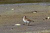 Arnoud B van den Berg · Bonapartes Strandloper